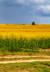 Beautiful landscape with blue sky and fresh yellow agricultural field