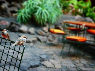 Birds standing in a chair in Lanzarote