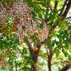 Photo of the flowers and tree