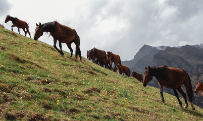 A herd of horses grazing and walking in the mountains.