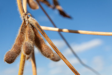 Golden Soybean Pods in Autumn