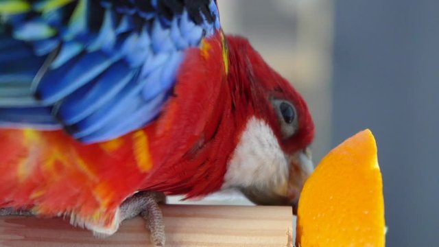 
red parrot rosella close-up trying to tear an orange from the perch