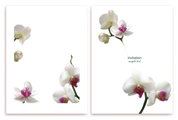 White orchids. Beautiful exotic flowers. Tropical background. Petals. Flower pattern. Postcard.