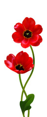 Red flowers. Floral background. Tulips. Border. Green. Leaves.