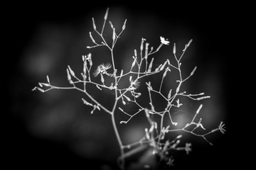 Äste Skelett 