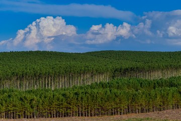 Fototapeta na wymiar Eucalyptus Plantation Forest
