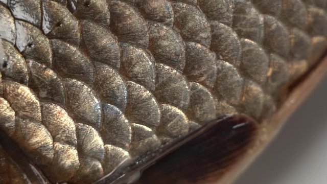 Closeup view video footage of scales texture of skin of fresh fish.
