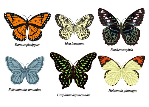 Butterflies set. Vector illustration. Colorful butterfly collection. Vintage engraving style.