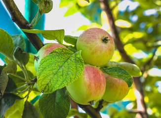 Ripe apples with water drops on a tree branch on a sunny day