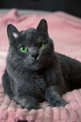 Beautiful grey cat with green eyes lies on the couch