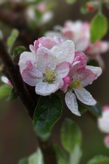 Blooming apple tree