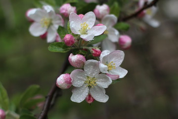 Naklejka na ściany i meble Flowers of the apple tree. Blooming apple tree
