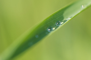 Isolated raindrops on a leaf after heavy rain