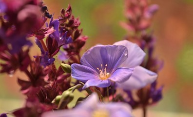 close up of a purple flower