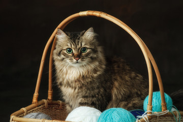 a pied cat is sitting in a basket. Studio photography. a ball of thread.