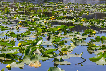 Yellow pond Lilly pad on a lake in Kodiak, Alaska summertime 