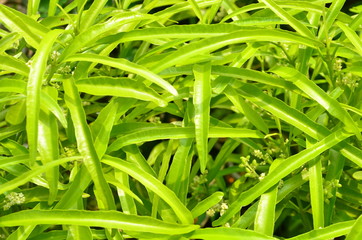 Tropical green leaves texture. Foliage background.