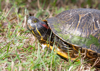 turtle on the grass