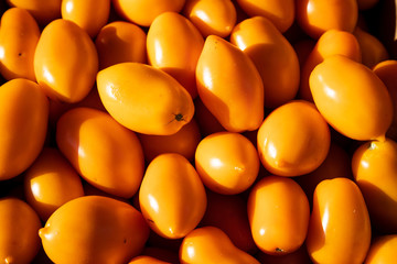 Yellow tomato background.Group of fresh tomatoes.