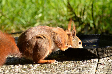Eichhörnchen beim Trinken
