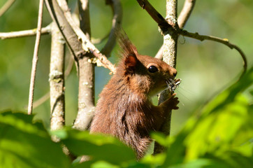 Eichhörnchen im Baum