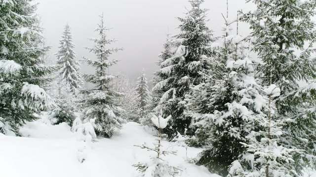 Winter Carpathian landscape, Christmas trees in the snow.
