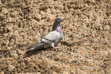 Pigeon II