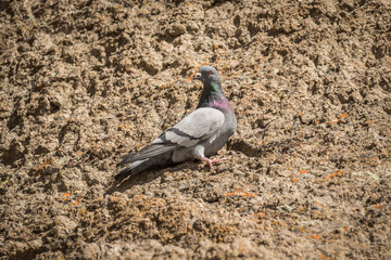 Pigeon I