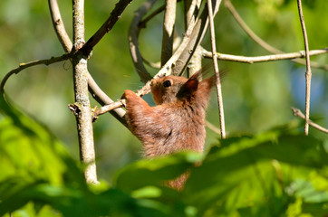 Eichhörnchen im Baum