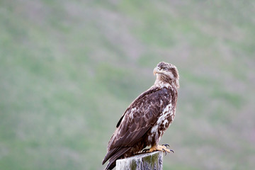 juvenile bald eagle in Kodiak, Alaska  