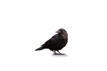 black raven bird on a white background - Alaska bird