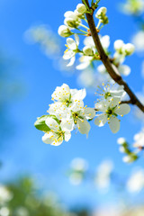 cherry blossom branch against the blue sky