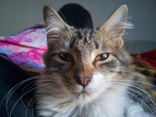 gato pequeño