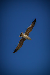 Gaviota
