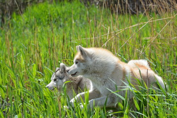 Siberian Husky Dog