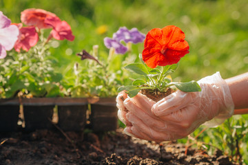 Transplanting Petunia flowers into the ground, caring hands. space for text