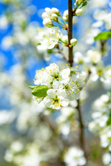 cherry blossom branch against the blue sky