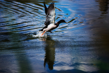 Duck on the Lake, Central Park, New York.