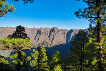 Caldera del taburiente, Pini Canari