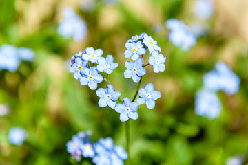 forget-me-not flowers on green grass in Sunny weather