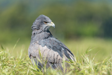 Águila escudada  (Geranoaetus melanoleucus)