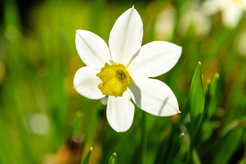 Narcissus flower close up in the sun