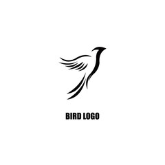 Fototapeta premium bird on white background