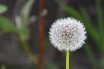 dandelion seed head