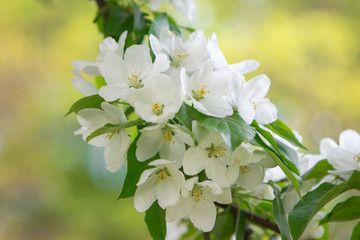 Blooming white Apple tree large flowers.Selective focus.
