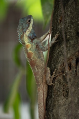 Lizard