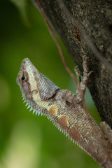 Lizard