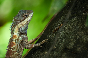 Lizard