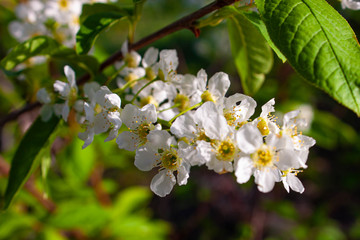 Closeup of branch of bird cherry, brightly backlit against sky