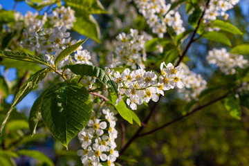 Closeup of branch of bird cherry, brightly backlit against sky